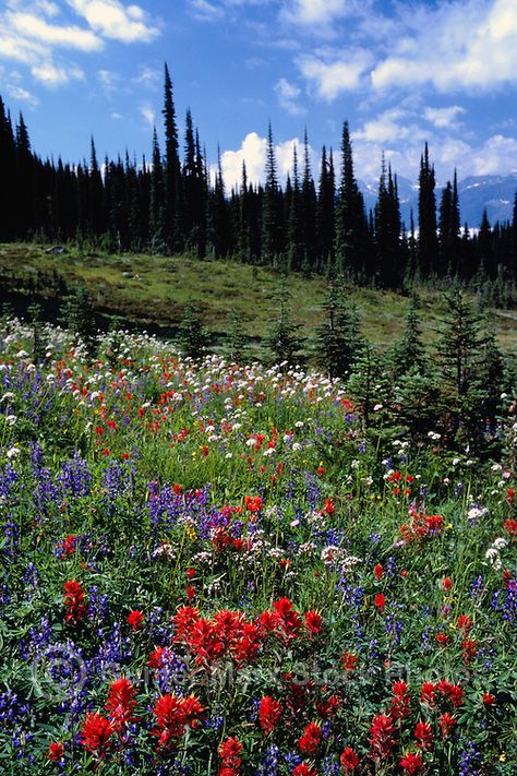 Mount Revelstoke National Park, Canadian Rockies, BC, British Columbia, Canada - Wildflowers blooming in Alpine Meadows, Summer Textured Painting Ideas, Wilderness Aesthetic, British Columbia Mountains, Vancouver Summer, Mount Revelstoke National Park, Ontario Summer, Rocks Photography, Canadian Summer, Canadian Forest