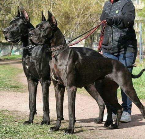 Gran danés/ Dogo Alemán Scary Dog Breeds, Great Dane Full Grown, Cane Corso And Doberman, Great Dane Black, Great Dane Guard Dog, Great Dane Mixed With Doberman, Tattoos Dog, Black Great Dane Aesthetic, Pet Anime