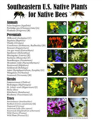 Using Georgia Native Plants: Native Plants for Native Bees Pollinator Garden Design, Native Plant Landscape, Texas Native Plants, Florida Native Plants, Florida Landscaping, Pollinator Plants, California Native Plants, Native Plant Gardening, Australian Native Plants