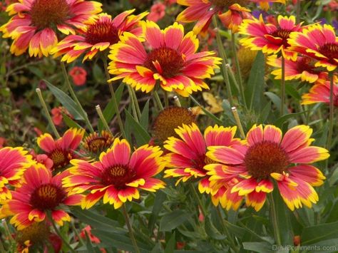 happy new year screensaver | Gaillardia Dazzler Flowers - DesiComments.com Gary King, Garden Spells, Colorado Garden, Florida Garden, Blanket Flower, Sun Beautiful, Indian Blankets, Sun Perennials, Professional Landscaping