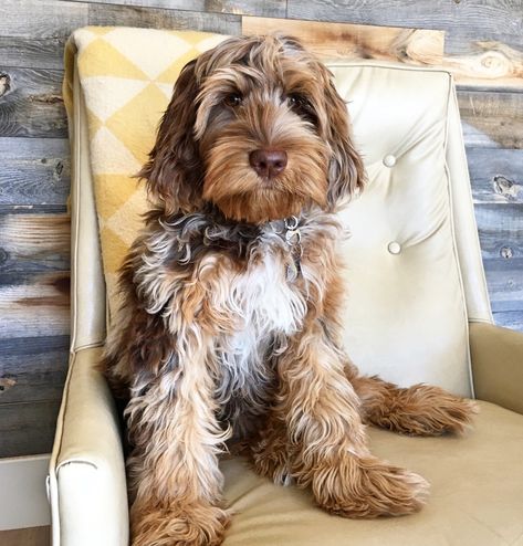 Australian Doodle Puppy, Phantom Goldendoodle, Merle Doodle, Merle Labradoodle, Australian Doodle, Merle Aussiedoodle, Mini Labradoodle, Mixed Breed Puppies, Dog Grooming Scissors