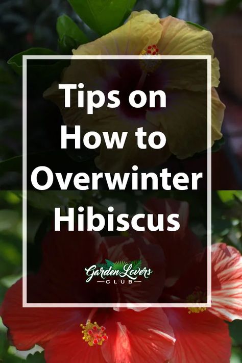 Tips on Overwintering Hibiscus - Garden Lovers Club Hibiscus Plant Care Winter, Overwintering Hibiscus, Hibiscus Propagation, Winterizing Plants, Potted Hibiscus, Hibiscus Tree Care, Hibiscus Plant Care, Overwintering Plants, Hibiscus Care