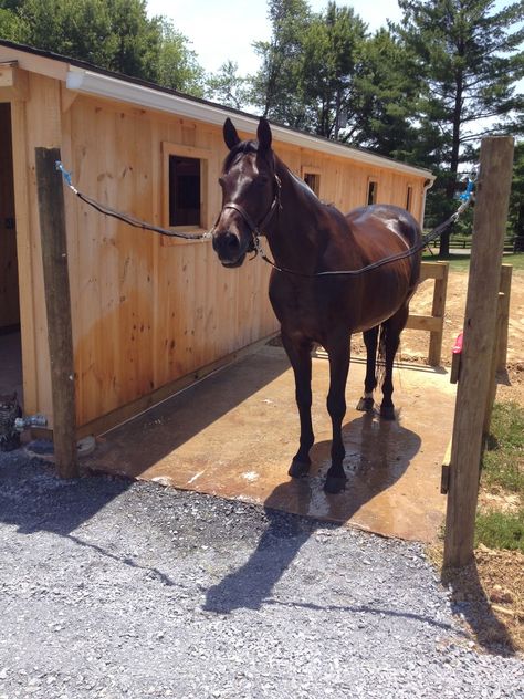 Wash Rack... Perfect to keep someone from tap dancing all over! Small Horse Farm, Small Horse Barns, Horse Shed, Horse Paddock, Horse Farm Ideas, Diy Horse Barn, Horse Barn Ideas Stables, Barn Stalls, Horse Arena