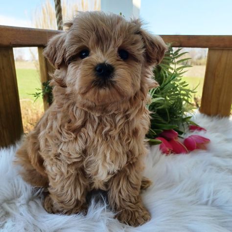 Cove is a Apricot Male Maltipoo puppy for sale at PuppySpot that comes with a 10 year health commitment. Apricot Maltipoo, Social Media Privacy, Maltipoo Puppies For Sale, Maltipoo Puppies, Maltipoo Puppy, Puppy For Sale, Take Me Home, New Puppy, Puppies For Sale