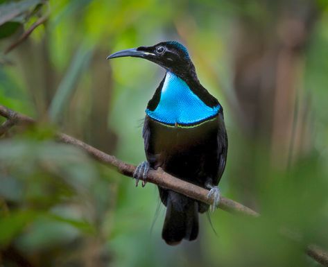 Male Growling Riflebird (Ptiloris intercedens) - sometimes considered a subspecies of Magnificent Riflebird. Adelbert mountainerange, Papua New Guinea. Endemic. (www.nickgarbutt.com) Greater Bird Of Paradise, Peacock Bird, Kinds Of Birds, Australian Birds, Airbrush Art, Funny Birds, New Guinea, Bird Pictures, Exotic Birds