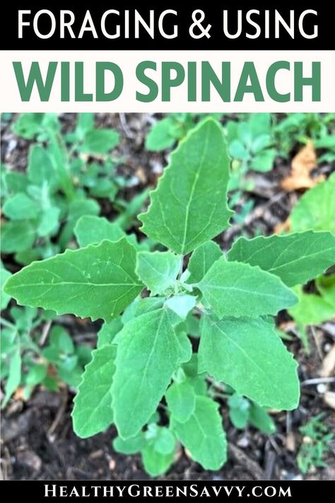 Wild spinach — also known as lambs quarters or goosefoot — is a tasty wild plant that may already be growing in your garden. Learn what you need to know about identifying and foraging lambsquarters. | foraging guide | edible wild plants | lambsquarters identification | Wild Plants You Can Eat, Wild Spinach, Lambs Quarters, Midwest Foraging, Foraging For Beginners, Utah Foraging, Foraging Guide, Urban Foraging, Wild Crafting