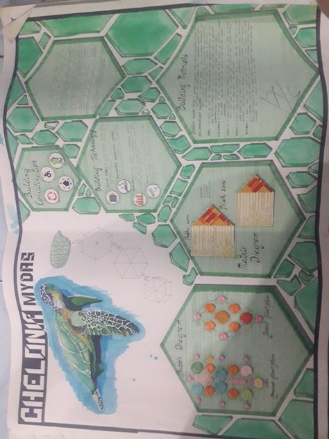 Turtle Concept Architecture, Turtle Architecture, Concept Board Architecture, Turtle Theme, Aquatic Center, Presentation Board Design, Turtle Conservation, Architecture Design Drawing, Sea Design