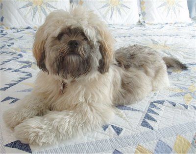 35 Unreal Shih Tzu Cross Breeds You Have To See To Believe Bichon Frise Dogs, Purebred Dogs, Shih Tzu Puppy, Lhasa Apso, Shih Tzu Dog, Lhasa, Dog Boarding, Bichon Frise, Shih Tzu