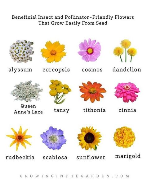 Angela • Learn How to Garden on Instagram: "Would you like fewer pests and a more productive garden? Practice companion planting principles in your garden.⁣ ⁣ Successful companion planting is more than a list of what to plant next to each other. Here are a few of my favorite companion planting principles:⁣ ⁣ • When you plant a variety of flowers and herbs, your garden becomes more attractive to beneficial insects and pollinators. ⁣ ⁣ • Learn which beneficial insect and pollinator-friendly flower Peony Companion Plants, Flower Companion Planting, Privacy Landscaping Front Yard, Flower Garden Bouquet, Flowers For Pollinators, Pollinator Flowers, Cottage Homestead, Companion Flowers, Flower List