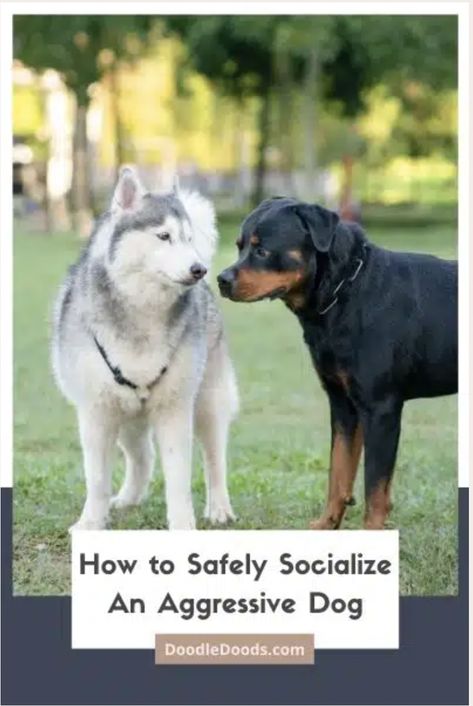 If you have an aggressive dog, socializing them with other people and animals can be a daunting task. However, with the right knowledge, patience, and understanding, safely socializing an aggressive dog is possible - and Doodle Doods is here to help! This guide will walk you through the process of teaching your pup to interact nicely and politely, so both you and your pup can enjoy socializing. #doodledog #doodlepuppy Doodle Puppy, Doodle Dog, Aggressive Dog, Animal Companions, My Dog, Quality Time, Dog Owners, Other People, Adoption