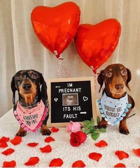 Puppy Announcement, Dog Pregnancy Announcement, Pregnant Dog, Dog Photoshoot, Funny Dachshund, Roses Are Red, Dog Hacks, Dog Breeder, Sausage Dog