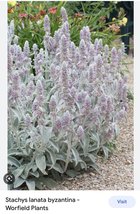 Lambs Ear Plant, Stachys Byzantina, Small Urban Garden, Silver Plant, Lamb's Ear, Wildlife Gardening, Lambs Ear, Hardy Perennials, Foliage Plants