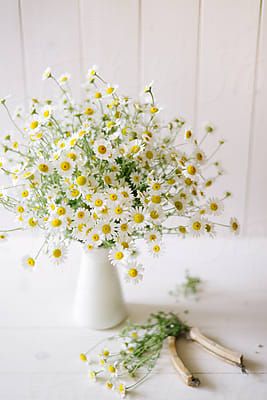 A Bouquet Of Camomile Flowers In Pitcher | Stocksy United Daisy Flower Arrangements, Daisy Centerpieces, Daisy Cottage, Bouquet Champetre, Daisy Baby Shower, Daisy Party, Daisy Wedding, Chamomile Flowers, Flowers Wallpaper