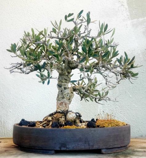 Olive Bonsai, Olive Tree Bonsai, Pre Bonsai, Olive Tree, Bonsai Tree, House Plants, Plants