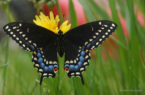 A Black Swallowtail butterfly and Yellow Flower" by Robert deJonge ... Black Swallowtail Butterfly, Black Swallowtail, Butterfly Eyes, Flying Flowers, Swallowtail Butterfly, Dragonfly Tattoo, Butterfly Photos, Beautiful Bugs, Butterfly Pictures