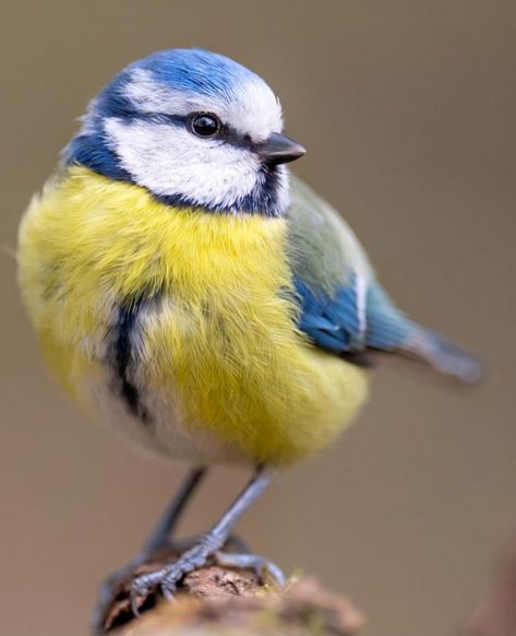 Birds On Branches Photography, Bird Close Up, Blue Jay Birds, Bluetits Birds, Bird Reference Photos, Regard Animal, Bird Portrait, Birds Photography Nature, Bird Reference