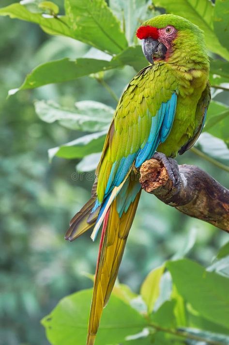 Green Macaw, Largest Horse Breed, Rainforest Habitat, Clydesdale Horses, Macaw Parrot, Tropical Birds, Colorful Birds, Horse Breeds, Palm Oil