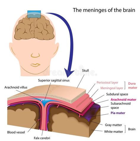 Meninges of the brain. Layers of the meninges of the brain, eps8 , #AD, #brain, #Meninges, #Layers, #meninges #ad Brain And Nervous System, Scientific Thinking, White Matter, Brain Anatomy, Spinal Cord, Central Nervous System, Brain Activities, Medical Information, Neurology