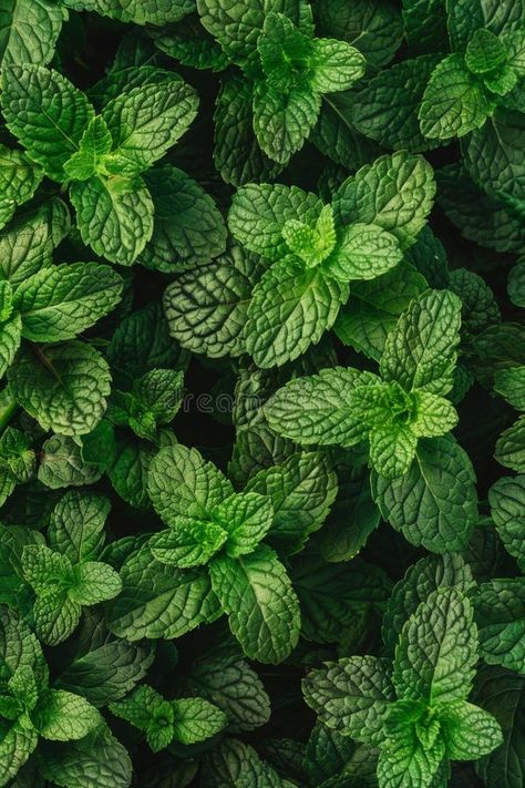 Many mint leaves texture background, fragrant spices pattern, Mentha piperita mockup, peppermint banner stock photo Leaves Texture, Leaf Texture, Photo Banner, Texture Background, Mint Leaves, Textured Background, Peppermint, Mockup, Mint