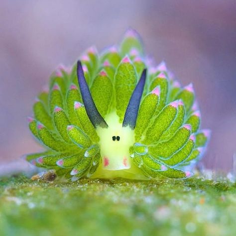 Photography by @veeko66 . Sea Slug - Costasiella kuroshimae . Costasiella kuroshimae is a species of sacoglossan sea slug, a shell-less… Sea Sheep, Leaf Sheep, Blue Sea Slug, Ocean Creatures Art, Weird Looking Animals, Sea Bunny, Weird Sea Creatures, Sea Slugs, Yo Kai