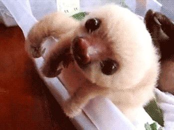 This sloth who is so cute even she can’t handle it | Community Post: 15 Sloth GIFs You Need To See Today Sloth Gif, Sloths Funny, Baby Sloth, Cute Sloth, Photo Vintage, Cute Creatures, She Loves, Cute Funny Animals, Animals Friends