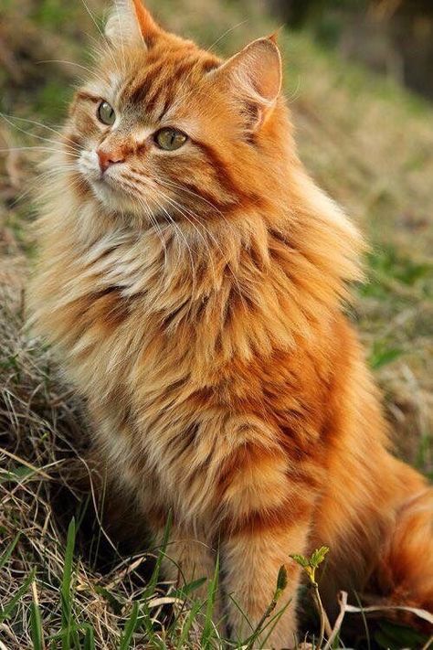 Wonderful Free of Charge Ragdoll Cats ginger Concepts The important, floppy Ragdoll is actually a adorable accessory for any pet lover's home. Named regarding her h... #Cats #Charge #Concepts Long Haired Cats, Söt Katt, Orange Tabby Cats, Orange Cats, Ginger Cats, Domestic Cat, Cute Kittens, Orange Cat, Warrior Cats