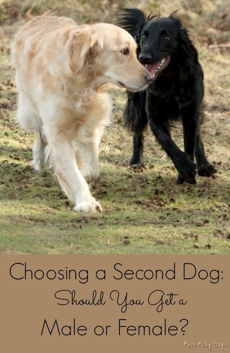 Choosing a Second Dog - Should You Get a Male or Female Crazy Corgi, Brain Game, Pet Tips, Dog Whisperer, Corgi Mom, 2 Dogs, Dog List, Cheap Dogs, Dog Bed Large