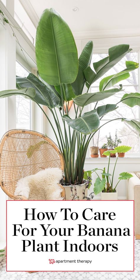 Birds of paradise are large, relatively easy-to-grow plants that add bold tropical flair to indoor spaces. Here's how to keep them at their best. #houseplants #indoorplants #birdsofparadise #tropicalplants #largeplants #plantcare #planttips #houseplantcare Growing Bird Of Paradise Indoors, Large Birds Of Paradise Plant, Birds Of Paradise Indoor Plant, Birds Of Paradise Decor, Paradise Palm Plant, Bord Of Paradise Plant, Bird If Paradise Plant Care, Indoor Bird Of Paradise Plant, Birds If Paradise Plant