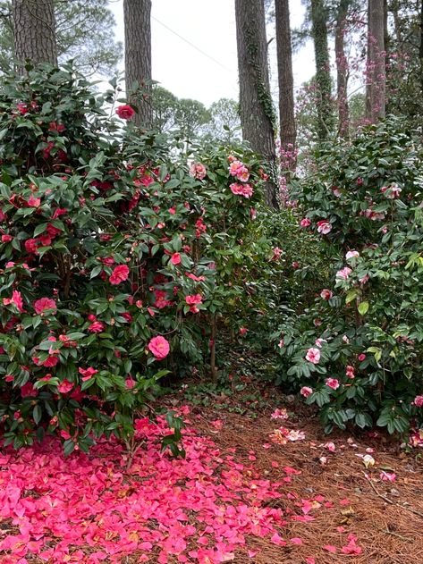 Forest Landscaping, Camellia Garden, Backyard Dreams, Fine Gardening, Dark Flowers, Forest Garden, Garden Photography, Woodland Garden, Evergreen Shrubs