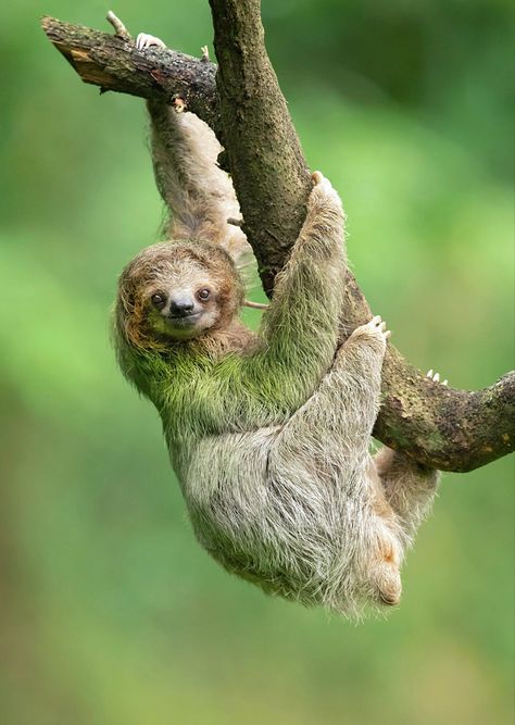 Found in the forests of South and Central America. Animal Walk Cycle, Environmental Biology, Sloth Photos, Amazon Rainforest Animals, Sloth Names, National Geographic Animals, Animal Photography Wildlife, Walk Cycle, Rainforest Animals