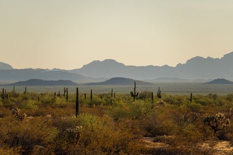 Sonora Desert, Affiliate Website, Weekend Reading, Website Development Services, Medical Office, Sonoran Desert, Sorority And Fraternity, Greek Life, Graveyard