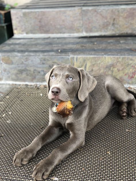 Silver Lab Puppy Gray Labrador, Silver Labrador Puppies, Grey Labrador, Charcoal Labrador, Silver Lab Puppies, Silver Labrador Retriever, Silver Labrador, Puppy Photography, Silver Lab