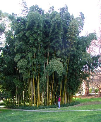 Maximum Height: 60-70 feet Usually only 40 to 45 feet  Maximum Diameter: 5 inches Hardiness: -5° F USDA Zone recommended 6 through 10 P... Awesome Gardens, Bamboo Landscape, Growing Bamboo, Bamboo Trellis, Front Garden Landscape, Bamboo Garden, Grasses Garden, Bamboo Tree, Evergreen Plants