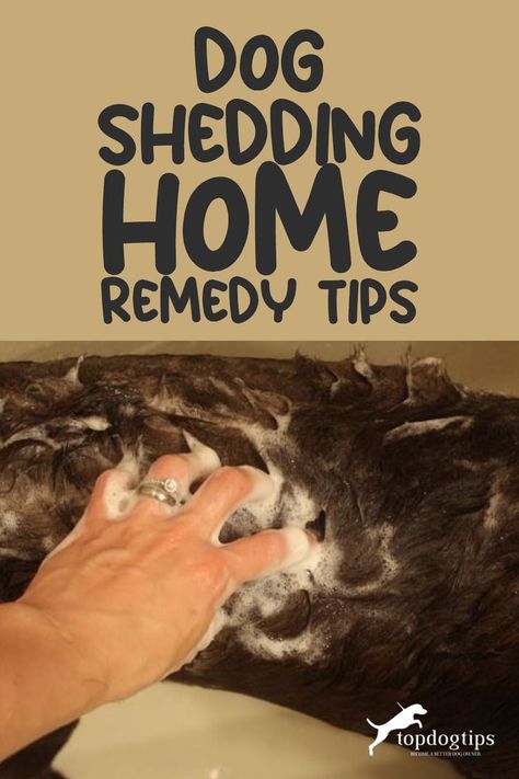 Say Goodbye to Excess Fur with 5 Can't-Miss Dog Shedding Remedies 🐕🌈 Dog Shedding Remedies, Stop Dog Shedding, Non Shedding Dogs, Grooming Hacks, Hypoallergenic Dogs, Types Of Coats, Well Balanced Diet, Dog Shedding, Dog Shampoo