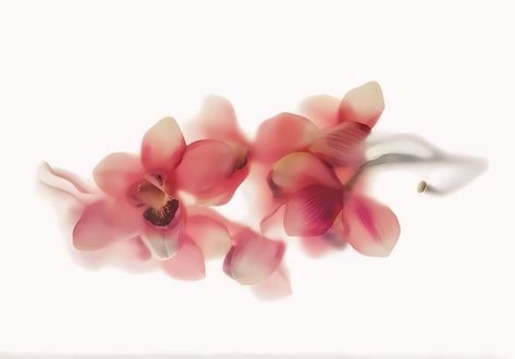 Flower Wallpaper Aesthetic Laptop, Slideshow Background Aesthetic Pink, Orchid Desktop Wallpaper, Widgets Flowers, Good Quality Wallpaper Laptop, Screen Wallpaper Macbook, High Definition Wallpapers Laptop, Flower Wallpaper Laptop, Macbook Background Aesthetic