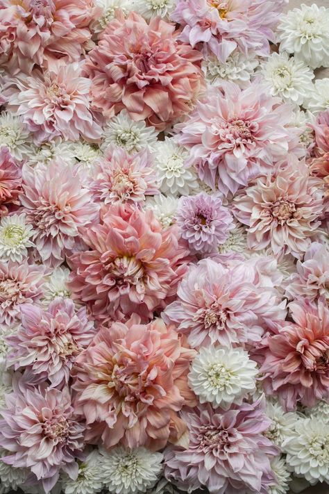 pink and white dahlias laid flat for the photograph White Flower Pictures, Flower Cafe, Backyard Plan, Online Florist, Bouquet Arrangements, Dahlia Flower, Business Model, Flower Farm, Flower Backgrounds