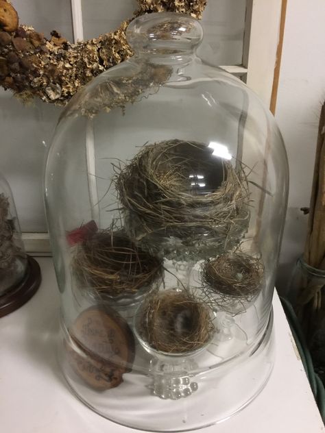 Birds Nest Display, Displaying Birds Nests, Bird Nest Display, Bird Nest Display Ideas, Wasp Nest Display, Vintage Bird Decor, Bird Nest Decor, Bird Nest Art, Glass Cloche Decor