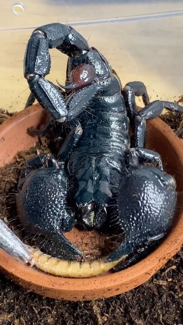 Dayyan 🇨🇦(🇮🇷🇧🇪🇨🇭) on Instagram: "This is my male Emperor scorpion (Pandinus imperator) Achilles, enjoying a super worm for dinner! 🦂 • #scorpion #arachnid #reptiliatus #pandinusimperator #pandinus #animal #pet #emperorscorpion #achilles #reptile #reptiles #reels #viral #instagram #venom #venomous #scorpionsofinstagram" Scorpions Animal, Pet Scorpion, Emperor Scorpion, Venomous Animals, Hawaii Wall Art, Arthropods, Arachnids, Tattoo Idea, Betta Fish