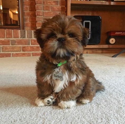 Brown Shih Tzu Puppy, Brown Shitzu, Brown Maltese, Shorkie Dogs, Brown Shih Tzu, Perro Shih Tzu, Shitzu Dogs, Shitzu Puppies, Shih Tzu Puppies