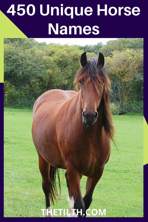 450 Unique Horse Names Horse Names Unique Mare, Horse Names List, Dunn Horse, Unique Horse Names, Female Horse Names, Horse Name Ideas, Beautiful Flower Names, Pet Names For Dogs, Grulla Horse