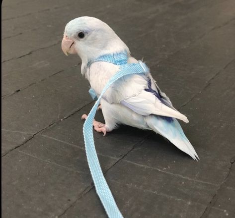 Chicken Harness, Bird Harness, Love Birds Pet, Pet Bird Cage, Budgies Bird, Parrot Pet, Bird Supplies, Funny Birds, Pet Bird