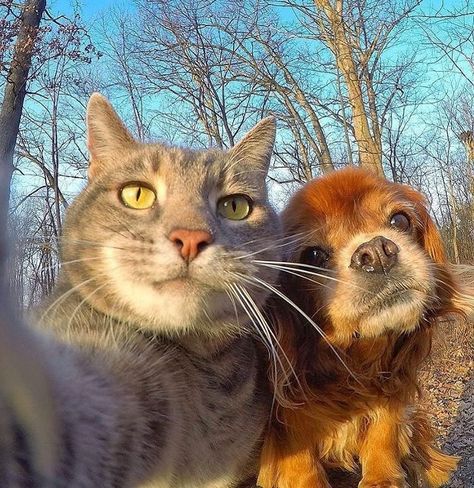 Selfie Cat, Cat Selfie, Dog Selfie, 웃긴 사진, Cat And Dog, Dog And Cat, Cute Cats And Dogs, Silly Cats, Animal Photo