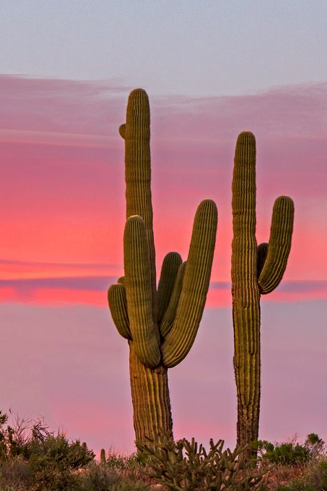 Desert Cactus Photography, Cactus In Desert, Aesthetic Cactus, Cactus In The Desert, Cactus Aesthetic, Cactus Photo, Cactus Sunset, Cactus Images, Sunset Desert