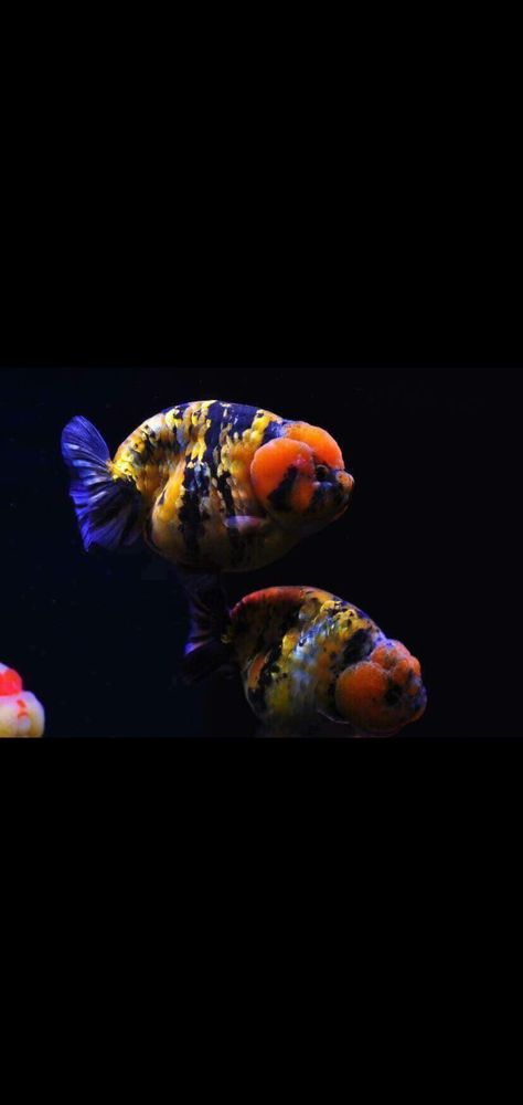 Ranchu Goldfish Wallpaper, Ranchu Fish, Goldfish Wallpaper, Fish Image, Oranda Goldfish, Goldfish Aquarium, Fancy Fish, Fancy Goldfish, Fish Eyes