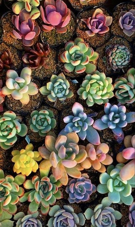 Succulent Astethic, Sister Collage, Alyssa Aesthetic, Aesthetic Succulents, Succulent Aesthetic, Succulents Aesthetic, Suculent Plants, Succulents Wallpaper, Succulent Photography