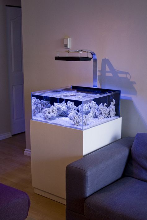 Nano Reef Tank, Rimless Aquarium, Amazing Aquariums, Coral Reef Aquarium, Taman Air, Cool Fish Tanks, Saltwater Fish Tanks, Fish Tank Design, Marine Tank