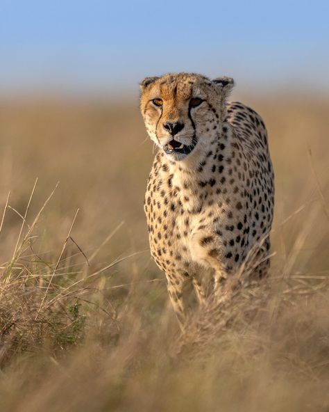 Cheetah Reference, Cheetah Photography, African Cheetah, Cheetah Reference Photo, King Cheetah Photography, Asiatic Cheetah, Cheetahs, South African, Big Cats