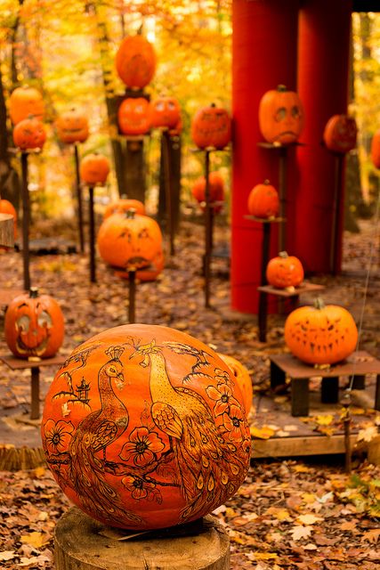 Jack O Lantern Spectacular, Anne Of Windy Poplars, Autumn Blanket, Pumpkin Show, October Morning, Illumination Entertainment, October Country, Carved Pumpkins, Walking Trail