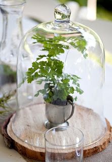 Love this idea of creating and conserving moisture for tropical plants like ferns. Tree Trunk Table, Cloche Ideas, Cloche Decor, Trunk Table, Bell Jars, Glass Cloche, Indoor Gardens, The Bell Jar, Simple Table