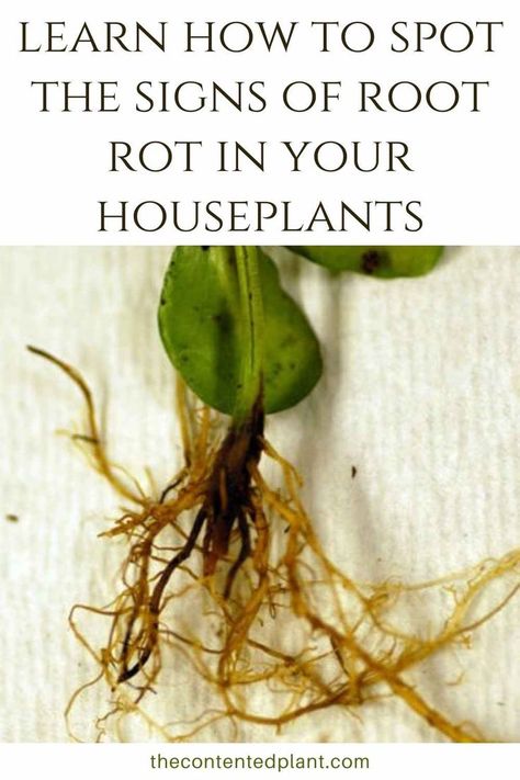 learn how to spot the signs of root rot in your houseplants -pin image Root Rot Houseplant, Unique Planter Ideas, Rooting Plants, Peace Lilies, Plants Tips, Container Kitchen, Hanging Terrarium, Decorative Stones, Plant Mama